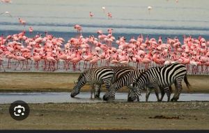 zebras, flamingos at lake manyara 